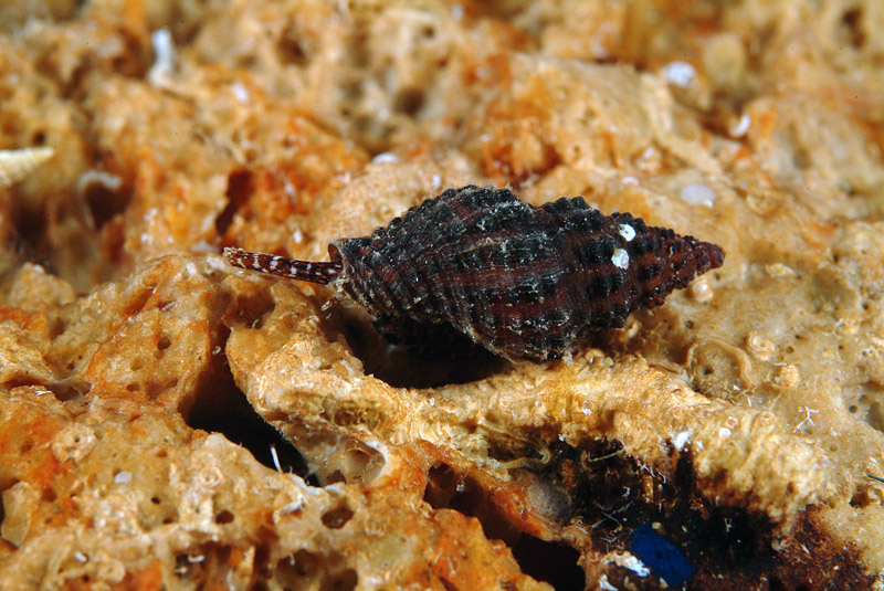 Pollia scabra